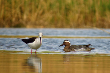 Black-winged stilt (Himantopus himantopus) very long legged wader in the avocet and stilt family (Recurvirostridae), documentary photo of black winged stilt 