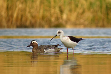 Black-winged stilt (Himantopus himantopus) very long legged wader in the avocet and stilt family (Recurvirostridae), documentary photo of black winged stilt 