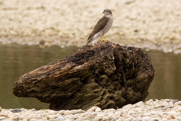Eurasian sparrowhawk (Accipiter nisus) female bird of prey, hawk bird