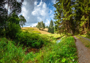 Fototapeta na wymiar Wanderweg und Bach im Wald