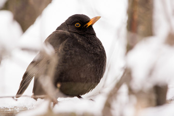 Common blackbird male (Turdus merula) perching in the tree, hiding in the bushes, blackbird on winter snow, common garden and city bird