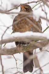 Common blackbird female (Turdus merula) perching in the tree, hiding in the bushes, blackbird on winter snow, common garden and city bird