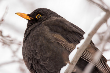 Common blackbird male (Turdus merula) perching in the tree, hiding in the bushes, blackbird on winter snow, common garden and city bird
