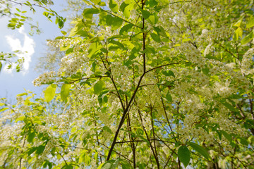 Obraz premium Blooming bird cherry branches on a background of blue sky with clouds