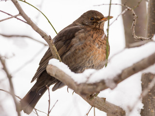 Common blackbird female (Turdus merula) perching in the tree, hiding in the bushes, blackbird on winter snow, common garden and city bird