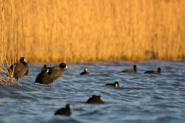 Eurasian coot (Fulica atra) or common coot, black coot in rail and crake bird family, Rallidae, Gruiformes, freshwater lakes and ponds water hen