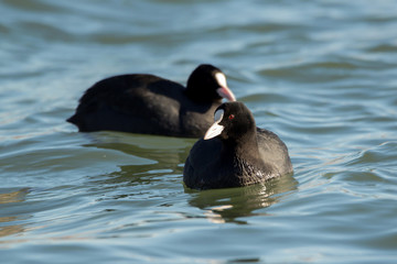 Eurasian coot (Fulica atra) or common coot, black coot in rail and crake bird family, Rallidae, Gruiformes, freshwater lakes and ponds water hen