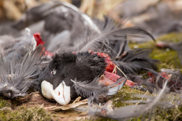 Eurasian coot (Fulica atra) or common coot, black coot in rail and crake bird family, Rallidae, Gruiformes, freshwater lakes and ponds water hen, dead bird caught and eaten by Goshawk, carcass found 