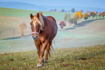 Gehendes Pferd auf der Wiese