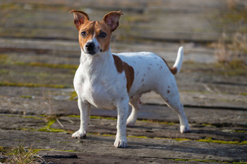 The young dog stands on old boards. Jack Russell Terrier