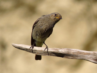 Black redstart (Phoenicurus ochruros) small passerine bird in the redstart genus Phoenicurus. Tithy's redstart, blackstart or black redtail, family Muscicapidae