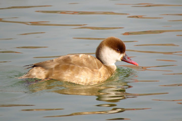 Red-crested pochard (Netta rufina) large diving duck of lowland marshes and lakes in Europe, migratory duck with rounded orange head, red bill and black breast, white flanks and brown back. Anatidae