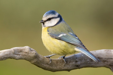 Blue tit (Cyanistes caeruleus) or Eurasian blue tit, small passerine bird in the tit family...