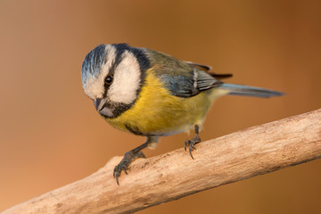 Obraz premium Blue tit (Cyanistes caeruleus) or Eurasian blue tit, small passerine bird in the tit family Paridae. Blue, yellow and white plumage small sized common garden bird.