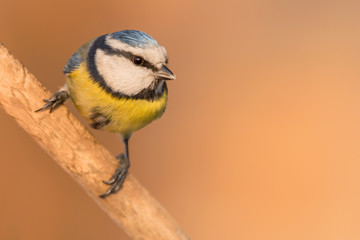 Blue tit (Cyanistes caeruleus) or Eurasian blue tit, small passerine bird in the tit family Paridae. Blue, yellow and white plumage small sized common garden bird.