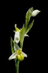 Fototapeta na wymiar Bee orchid rare monochromic form over black - Ophrys apifera