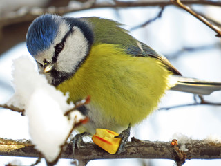 Blue tit (Cyanistes caeruleus) or Eurasian blue tit, small passerine bird in the tit family...