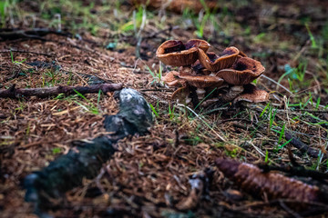 Brauner Pilz im Wald