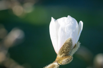Magnolie