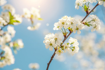Spring nature background of blooming cherry branches and blue sky