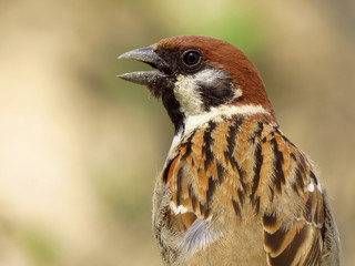 Eurasian tree sparrow (Passer montanus) a passerine bird in the sparrow family Passeridae, with a rich chestnut crown and nape, and a black patch on each pure white cheek