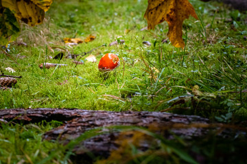 Roter Giftpilz - Fliegenpilz
