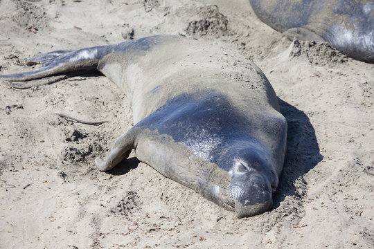 Seelefanten (Mirounga)