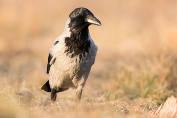 Hooded crow (Corvus cornix) or hoodie, an Eurasian large crow bird species in the Corvus genus, Corvidae family. Widely distributed black and grey crow, also called Scotch crow, Danish crow or mist cr
