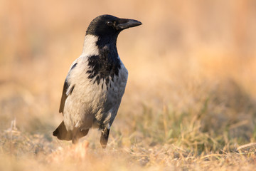 Fototapeta premium Hooded crow (Corvus cornix) or hoodie, an Eurasian large crow bird species in the Corvus genus, Corvidae family. Widely distributed black and grey crow, also called Scotch crow, Danish crow or mist cr