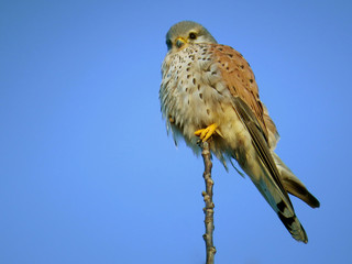 Common kestrel (Falco tinnunculus) bird of prey species belonging to the kestrel group of the falcon family Falconidae. European kestrel, Eurasian kestrel, hovering bird of prey