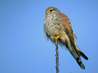 Common kestrel (Falco tinnunculus) bird of prey species belonging to the kestrel group of the falcon family Falconidae. European kestrel, Eurasian kestrel, hovering bird of prey