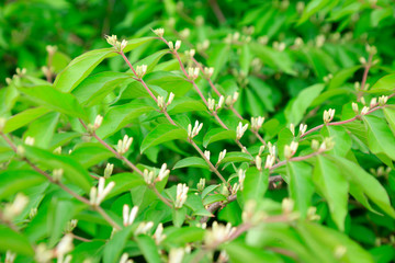 Fototapeta na wymiar Honeysuckle flower in a garden