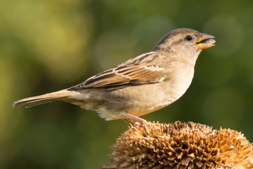 House sparrow (Passer domesticus) or common european sparrow, a bird of the sparrow family Passeridae, found in most parts of the world, cosmopolitan sparrow species