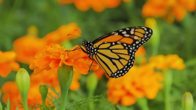 Beautiful butterfly on flower. Black and orange beautiful butterfly sits on orange flower in Dubai Butterfly Garden and drink nectar.