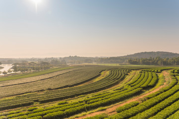 Fototapeta na wymiar Green tea field, organic tea plantations at chiang rai thailand