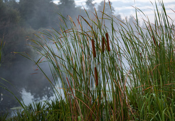 Rogoz, close-up, growing on the banks of the river.