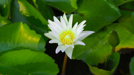 White lotus and green leaf background