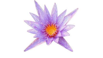 Light purple lotus flowers on a white background