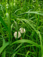 Two dandelions among green grass