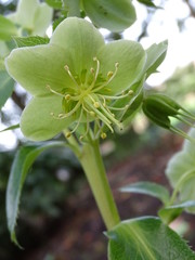 ELÉBORO DE CÓRCEGA (HELLEBORUS ARGUTIFOLIUS) EN SU HÁBITAT NATURAL.