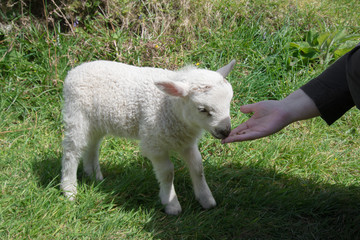 Hand feeding a young lamb, in rural Ireland.