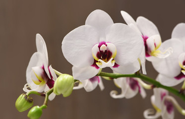 Fototapeta na wymiar White orchid phalaenopsis isolated on background