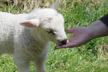 Naklejka na ściany i meble Hand feeding a young lamb, in rural Ireland.