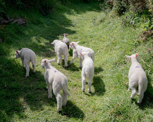 Herd of young lambs grazing in rural Ireland.