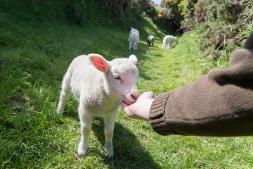 Hand feeding a young lamb with three lambs walking away in the background, in rural Ireland.