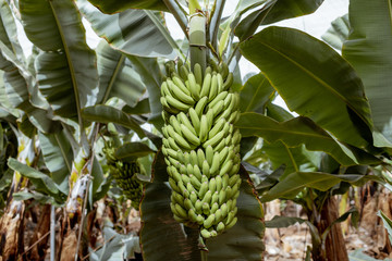 Obraz premium Ripe bunch of green bananas ready to pick up growing on the plantation