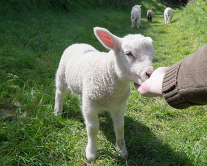 Hand feeding a young lamb with three lambs walking away in the background, in rural Ireland.