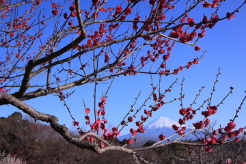 咲き出した紅梅の枝の間に見えた富士山