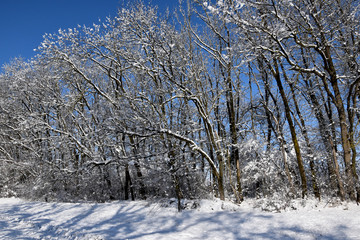 In a row the trees grow, they are covered with snow, behind the trees the field is all in the snow, the sky is bright blue.