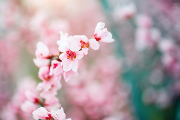 Pink flowers blooming peach tree at spring. Spring blooming, Abstract background. Banner. Selective focus.
